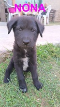 NONA, Hund, Mischlingshund in Bulgarien