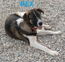 REX, Hund, Mischlingshund in Griechenland