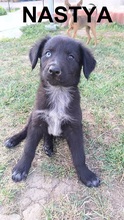 NASTYA, Hund, Mischlingshund in Bulgarien