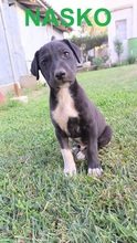 NASKO, Hund, Mischlingshund in Bulgarien