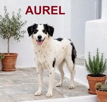 AUREL, Hund, Mischlingshund in Griechenland