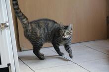 SARAVI, Katze, Europäisch Kurzhaar in Wuppertal