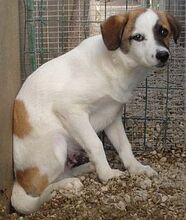 ERNESTO, Hund, Mischlingshund in Italien - Bild 2