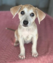 ROSIE, Hund, Mischlingshund in Griechenland