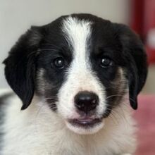 PINA, Hasenartige, Mischlingshund in Griechenland