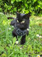 SORAYA, Katze, Europäisch Kurzhaar in Düsseldorf