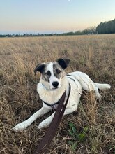 RONJA, Hund, Mischlingshund in Baldham