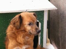 MEHR, Hund, Mischlingshund in Italien - Bild 2