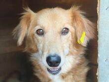 ALLY, Hund, Mischlingshund in Rumänien