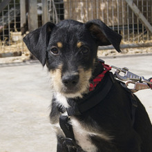 FIETE, Hund, Mischling (Mutter Bodeguera, Vater Perro de Agua) in Spanien