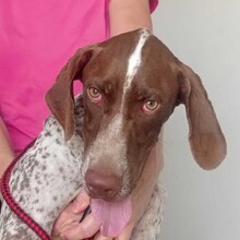 ROCCO, Hund, Bracken-Mischling in Spanien