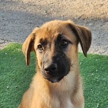 ROGER, Hund, Mischlingshund in Portugal