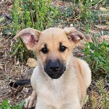 LYRA, Hund, Mischlingshund in Portugal
