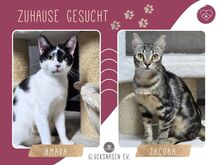 JACOBA, Katze, Europäisch Kurzhaar in Bulgarien