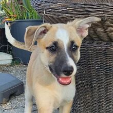 GRACE, Hund, Mischlingshund in Portugal
