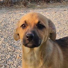 ARYA, Hund, Mischlingshund in Portugal