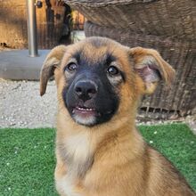 ELFIE, Hund, Mischlingshund in Portugal