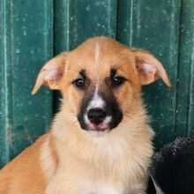 CLAIRE, Hund, Mischlingshund in Portugal