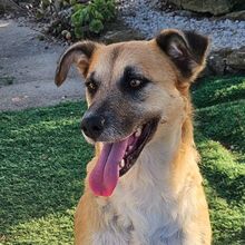 ARBI, Hund, Mischlingshund in Portugal