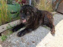 SARA, Hund, Mischlingshund in Bulgarien