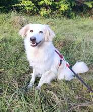 MALIN, Hund, Mischling in Gelnhausen