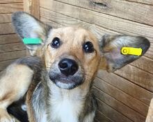 DUMBO, Hund, Mischlingshund in Rumänien