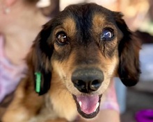 POLLY, Hund, Mischlingshund in Rumänien