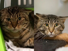 MILAN, Katze, Europäisch Kurzhaar in Hamburg