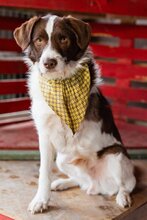 SARENKO, Hund, Mischlingshund in Kroatien