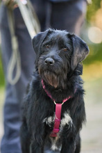 BUFFY, Hund, Mischlingshund in Russische Föderation