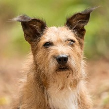 JULIE, Hund, Terrier in Moers