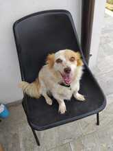 LUCETTA, Hund, Mischling in Italien