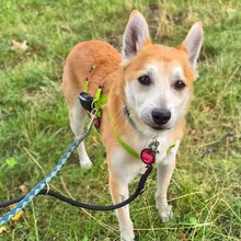 LUKE, Hund, Shiba Inu in Spiegelau