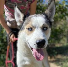 SHADOW, Hund, Husky-Mischling in Slowakische Republik