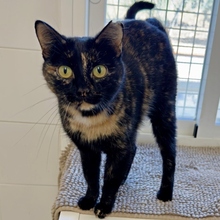 BAGUI, Katze, Europäisch Kurzhaar in Spanien
