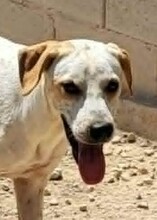 DIEGO, Hund, Jagdhund-Mix in Zypern
