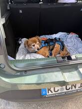 HABIBI, Hund, Mischlingshund in Steinbach