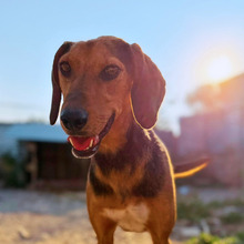 MALOU, Hund, Mischlingshund in Eixen