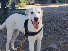 MARTINA, Hund, Mischlingshund in Spanien
