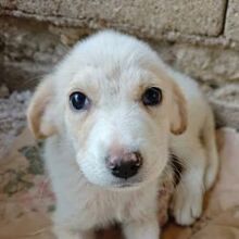 NOOR, Hund, Mischlingshund in Griechenland