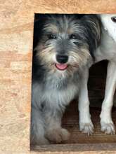 MIMI, Hund, Mischlingshund in Hausen
