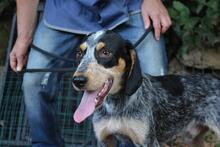 LUGH, Hund, Jagdhund Mischling in Italien