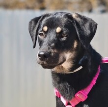 MINNI, Hund, Mischlingshund in Russische Föderation