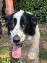 ETRUSCA, Hund, Mischlingshund in Italien