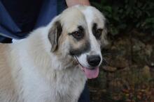 EOLIA, Hund, Mischlingshund in Italien