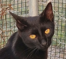 AMIN, Katze, Europäisch Kurzhaar in Rumänien
