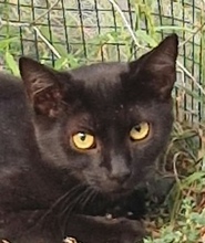 ARIN, Katze, Europäisch Kurzhaar in Rumänien
