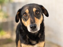 DRACO, Hund, Mischlingshund in Rumänien