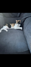 MASCHA, Katze, Europäisch Kurzhaar in Rumänien