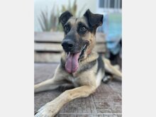 GUAPO, Hund, Mischlingshund in Spanien